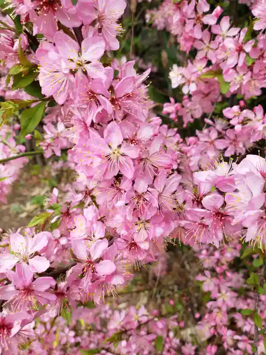 鷺宮八幡神社の自然