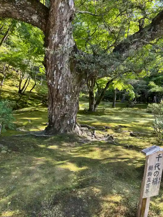 慈照寺(慈照禅寺・銀閣寺)(京都府)