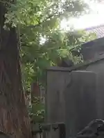 小野照崎神社の動物