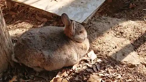 太子堂八幡神社の動物