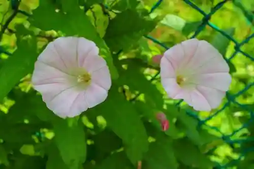 芝東照宮の自然