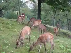 東大寺戒壇院戒壇堂の動物