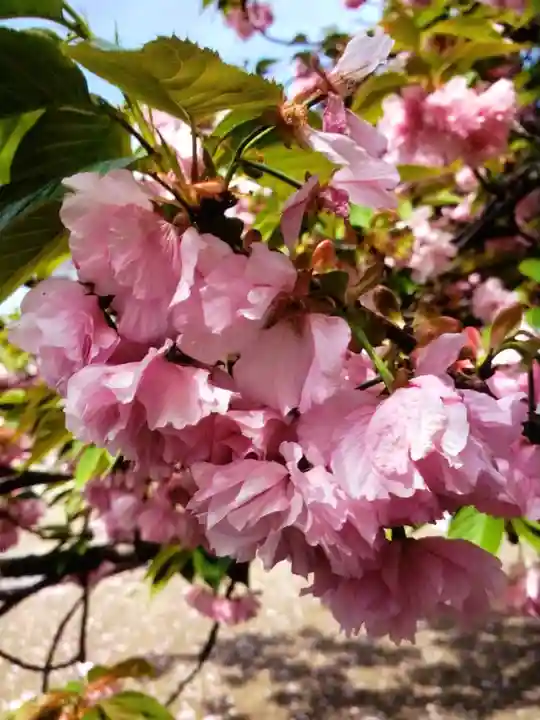 境妙寺(東京都)