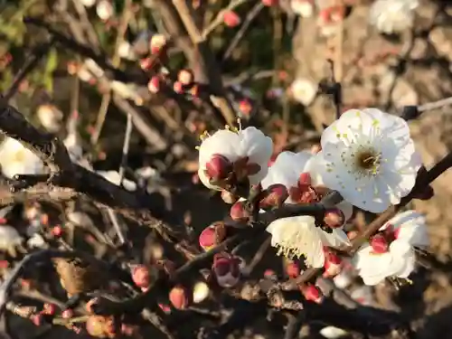 検見川神社の自然