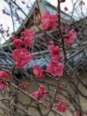 梅宮大社(京都府)