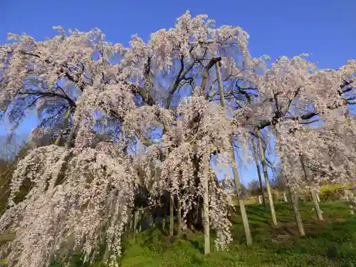 瀧桜神明宮の自然