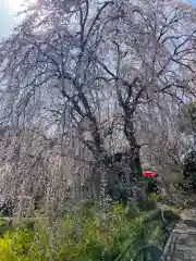 本佛寺別院　法華原の自然