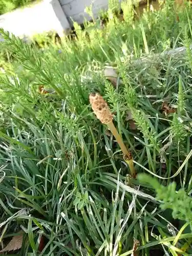 小平神明宮の自然