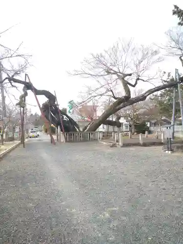 高野神社の自然