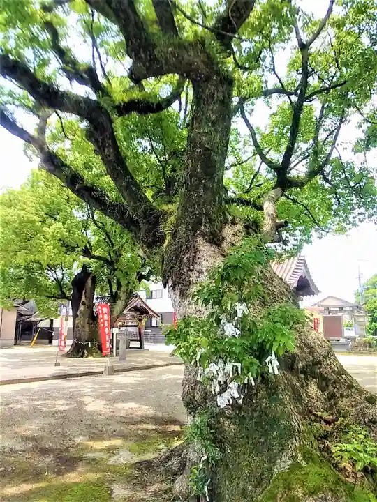 香椎神社の自然