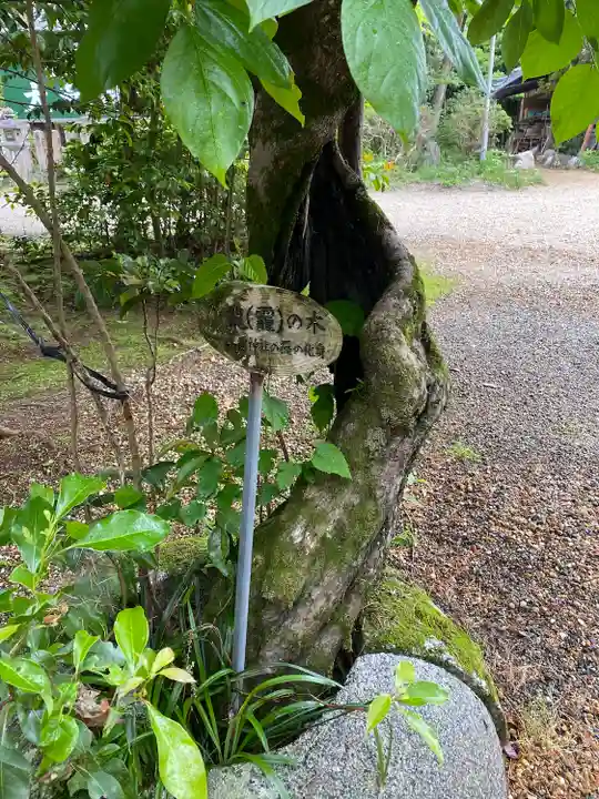 大和神社の自然