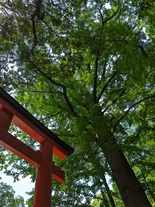 河合神社(鴨川合坐小社宅神社)(京都府)