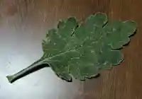 大宮温泉神社(栃木県)