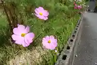 八幡神社の自然