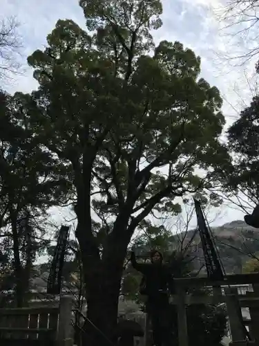 五所神社の自然