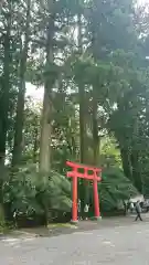 箱根神社の鳥居