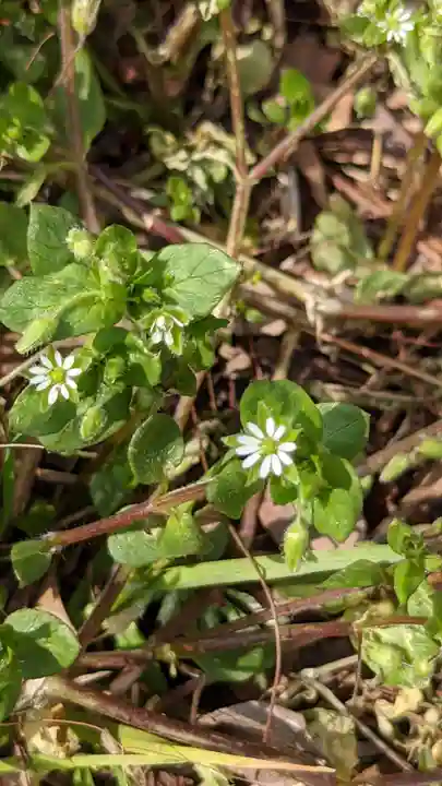 玉野御嶽神社の自然