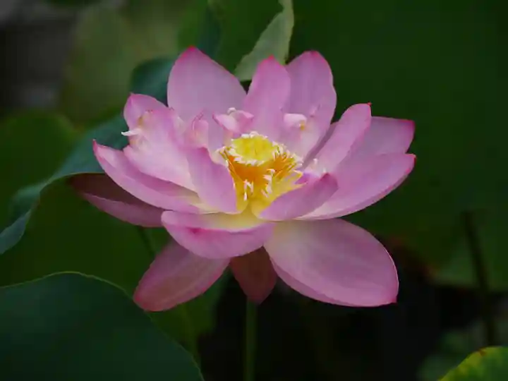 極楽山 浄土寺の自然