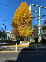 麻布氷川神社の自然