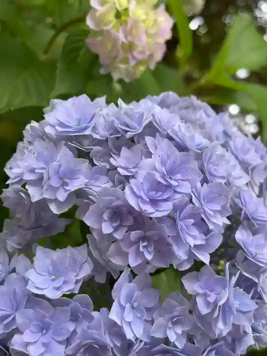 上野東照宮の自然