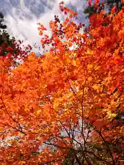 北口本宮冨士浅間神社の自然