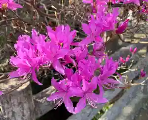 普門寺(切り絵御朱印発祥の寺)の自然(2022年03月17日(木) 20時32分02秒投稿)