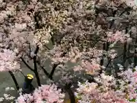 東寺(教王護国寺)の自然