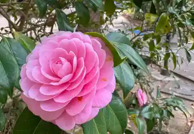 円覚寺の{uncategorized: "未分類", other: "その他", undefined: "問題あり", building: "その他建物", grave: "お墓", sacred_gate: "鳥居", guardian: "狛犬", statue: "像", buddha: "仏像", history: "歴史", nature: "自然", garden: "庭園", animal: "動物", pagoda: "塔", temizu: "手水舎", mountain_gate: "山門・神門", sanctuary: "本殿・本堂", subordinate: "末社・摂社", art: "芸術", scenery: "景色", jizo: "地蔵", ema: "絵馬", goshuin: "御朱印", omikuji: "おみくじ", items: "授与品その他", amulet: "お守り", goshuincho: "御朱印帳", eats: "食事", festival: "お祭り", votive_dance: "神楽", shichigosan: "七五三参", wedding: "結婚式", experience: "体験その他", initially: "初詣", around: "周辺", anti_infection: "感染症対策"}