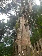 玉置神社の自然