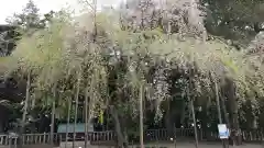 常陸第三宮　吉田神社の自然