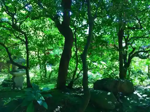 高桐院（大徳寺塔頭）の庭園