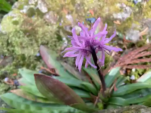 三千院門跡の自然