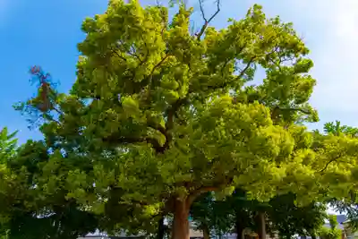 許麻神社の自然