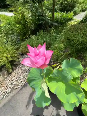 林泉寺(新潟県)