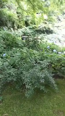 明月院(神奈川県)