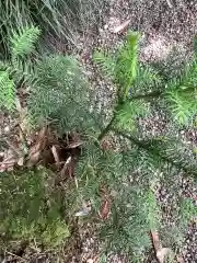 猿投神社の自然