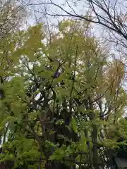 稲毛神社の自然