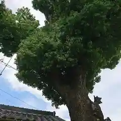 中井神社(大阪府)