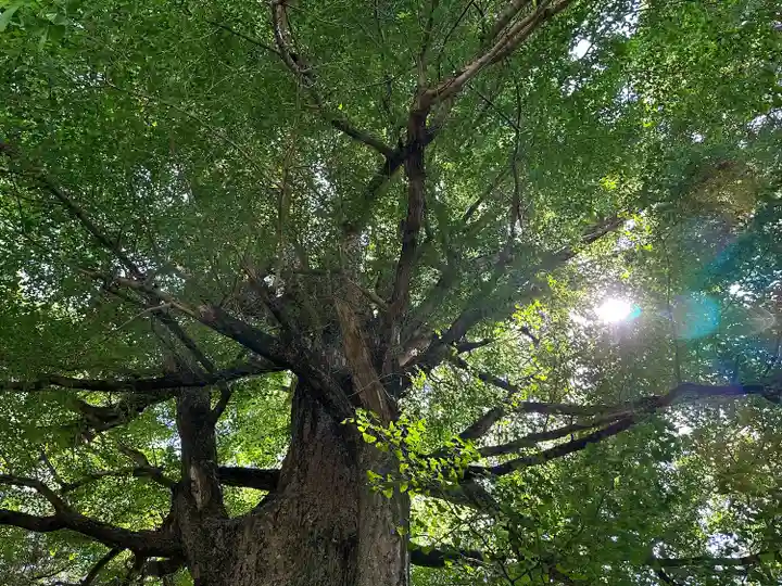 國吉神社(千葉県)
