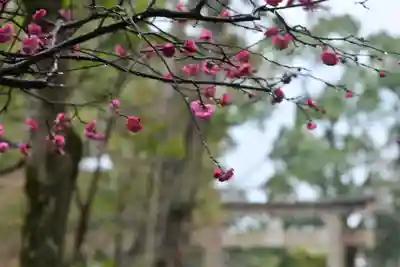 鶴岡八幡宮(神奈川県)
