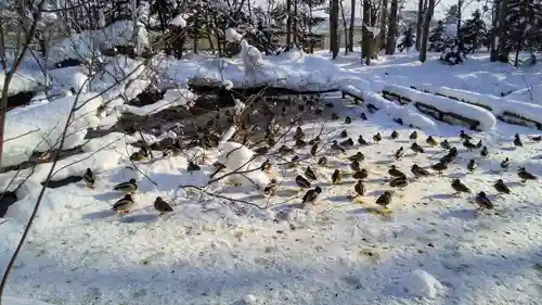 永山神社の動物