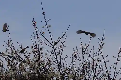 菅原天満宮（菅原神社）の動物