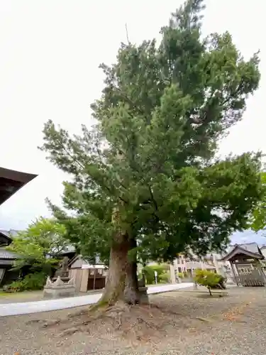 小浜神社の自然
