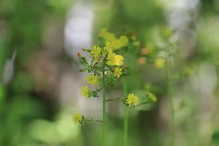 開成山大神宮の自然