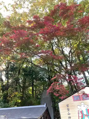 宝登山神社の自然