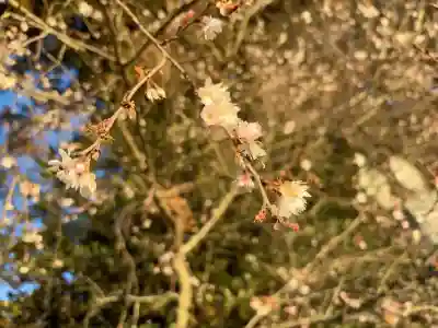 下野 星宮神社(栃木県)