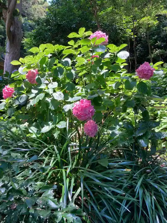 甘縄神明神社(甘縄神明宮)の自然
