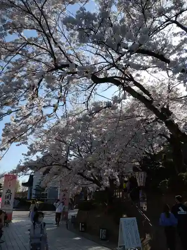 丸岡城八幡神社の自然