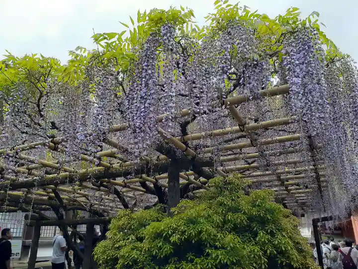 春日大社(奈良県)