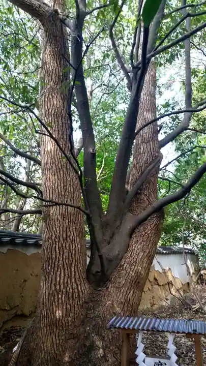 鶴崎神社の自然